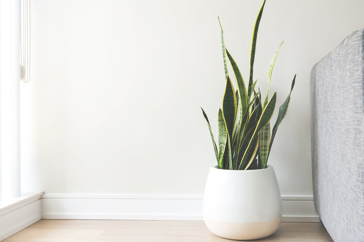Plante d'intérieur dans un pot blanc